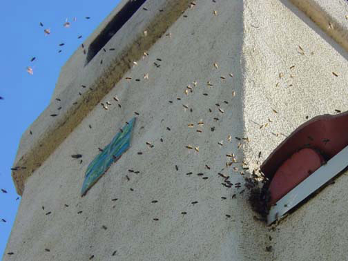 Bee Removal Los Angeles This is 
    a picture of a swarm that is in the eave of a house.