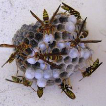Wasp Removal Los Angeles CA