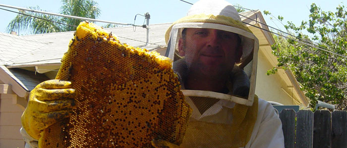 Los Angeles Bee Removal Guys Tech Michael