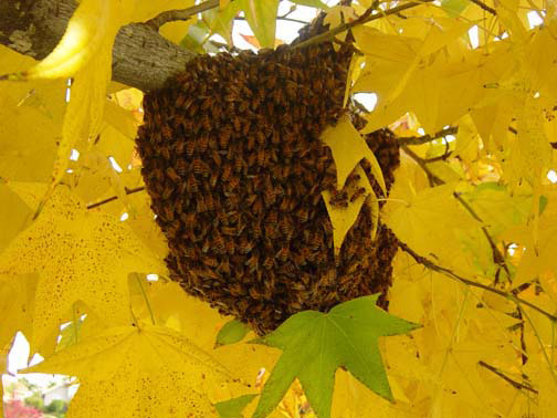 Los Angeles Bee Removal Guys Picture of a 
    swarm we relocated from a tree.