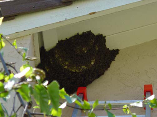 Bee Removal Los Angeles This is a 
    picture of a hive hanging underneath an eave.