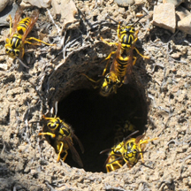 Yellow Jacket Removal Los Angeles CA
